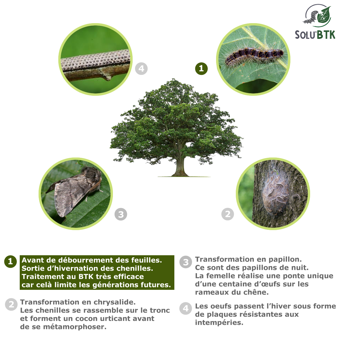 Cycle biologique chenille processionnaire du chêne